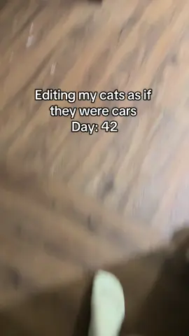 I love her slow blinks 😭  #cat #fyp #fypシ #catvideo #catsoftiktok #car #edit 