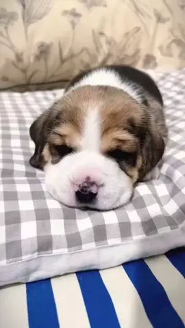 em ấy thật đáng yêu.#lovelydogs #cutedogs #dogsoftiktok #fyp #xuhuong 
