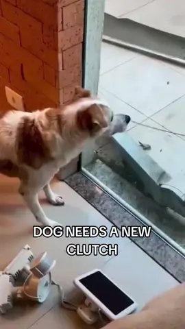 #dog #mechanicmemes #funny #humor #dogsoftiktok #comedy #meme #memes #mekanik #foryou