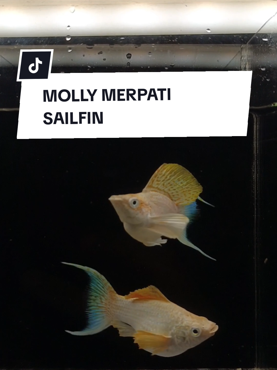 MOLLY MERPATI SAILFIN .  .  .  .  #fyp #fypage #mollyfish #ikan #fyppppppppppppppppppppppp #ikanmollybalon #mollysupergold #fypシ #thaifish #molly #ikanmolly #fypシ゚viral 