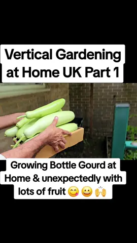 vertical gardening at home UK part 1, growing Bottle Gourd at home and unexpectedly with lots of fruit #gardening #lauki #bottlegourd #gourdvegetable 