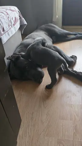 Baby cane corso 🥰