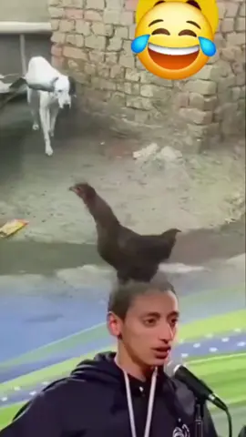 #😅😅😅😅 #🤣🤣🤣 #😂😂😂 #animalsoftiktok #viral_video #animal #flpシ #