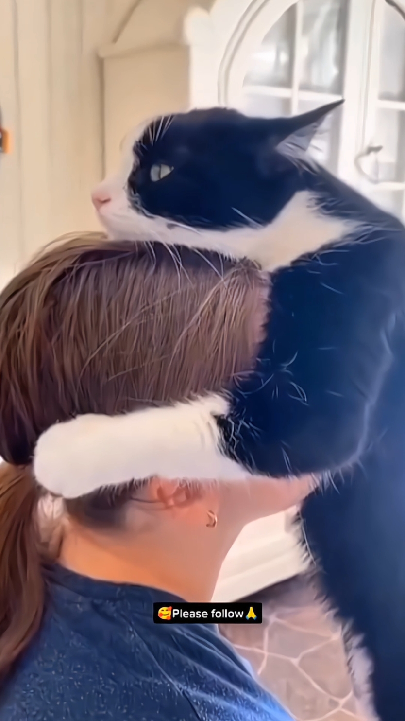 this will make you cry 💔 #funny #cat #fyp #catsoftiktok #funnycat #foryou #tiktok 