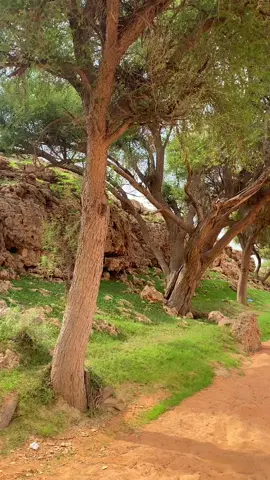 #شعيب_السهل ☘️🌳 . #وادي #ربيع #قبة #قبه #الزبيرة #سامودة #خزامى #ربيع #طلح #جمال #شعيب #شعبان