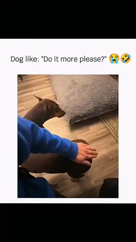 Funny and cute dogs compilation 🤣 🐕 #funnydog #funnypet #cutedog #dogoftiktok #doglover #dog 