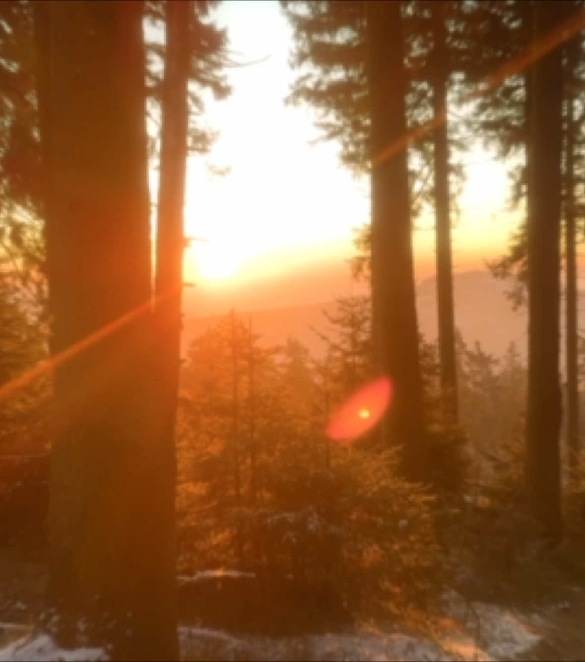 #forest #nature #real 