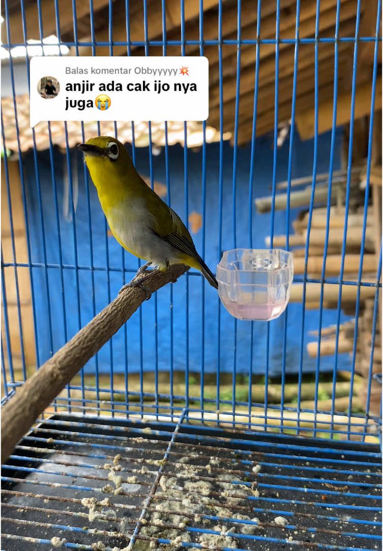 Membalas @Obbyyyyy💥 monggo om kumplit pokonya suara perenjak juga ada 😁  #plecimaniaindonesia #plecinembakpanjang #kicaumaniaindonesia #burungpleci 