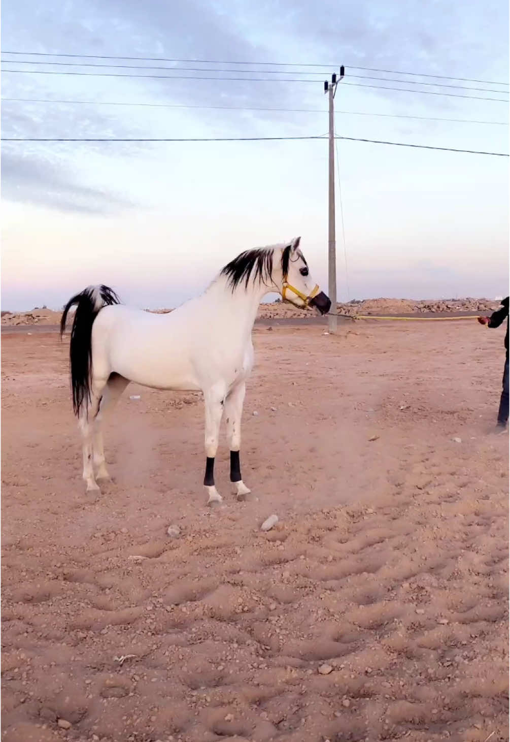 #خيل_وخياله🐎 #السعودية_الكويت_مصر_العراق_لبنان #ضباء_تبوك_السعوديه 