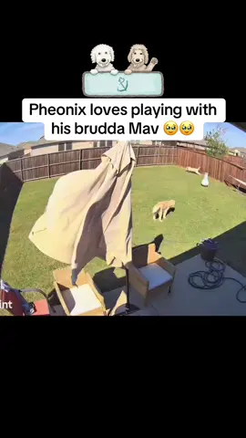 These two love each other so much ❤️❤️🥹🥹  #dogsoftiktok #goldendoodle #pups #Love #Home #funtimes #playing #texas #fyp #fy #foryou #foryoupage #viral #viralvideo #viraltiktok #trending 