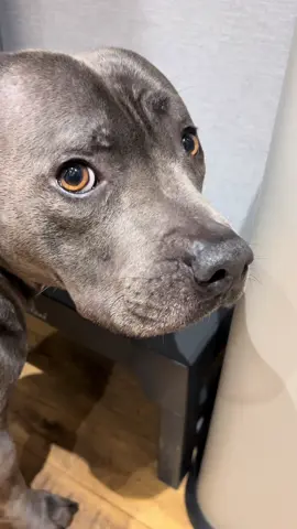 I get more excited about Toby’s deliveries than my own! 😂 #doglover #dog #staffielife #dogsviral #dogtok #staffordshirebullterrier #doglovers #doglife #mumsoftiktok #dogs #bluestaffy #dogbowl #dogfood #dogaccessories #dogthings 