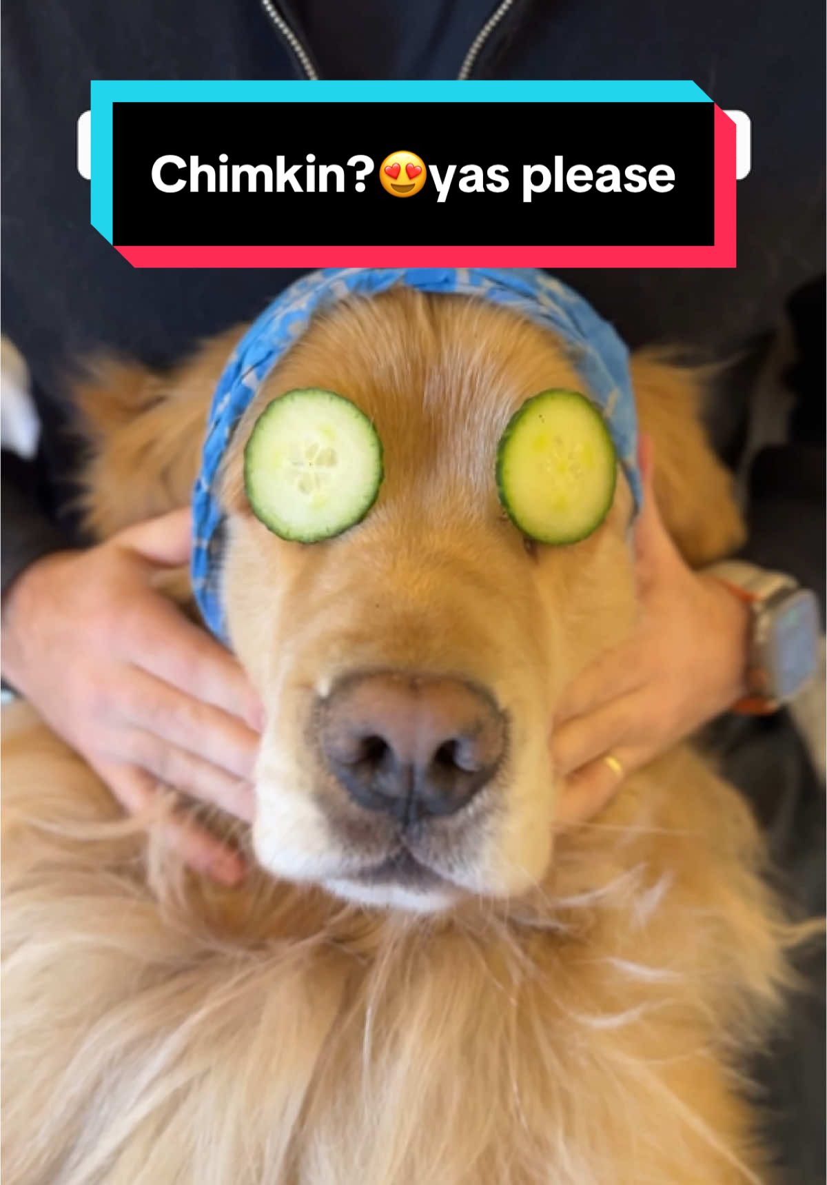 Marley knows how to make the perfect spa day and @Shipt gets the job done!!😍#goldenretriever #mansbestfriend #shiptpartner  Shop same-day delivery from multiple stores near you all in one place with a 14-day free trial  subject to terms and conditions and use code MARLEY for $10 off your next order of $35 or more.