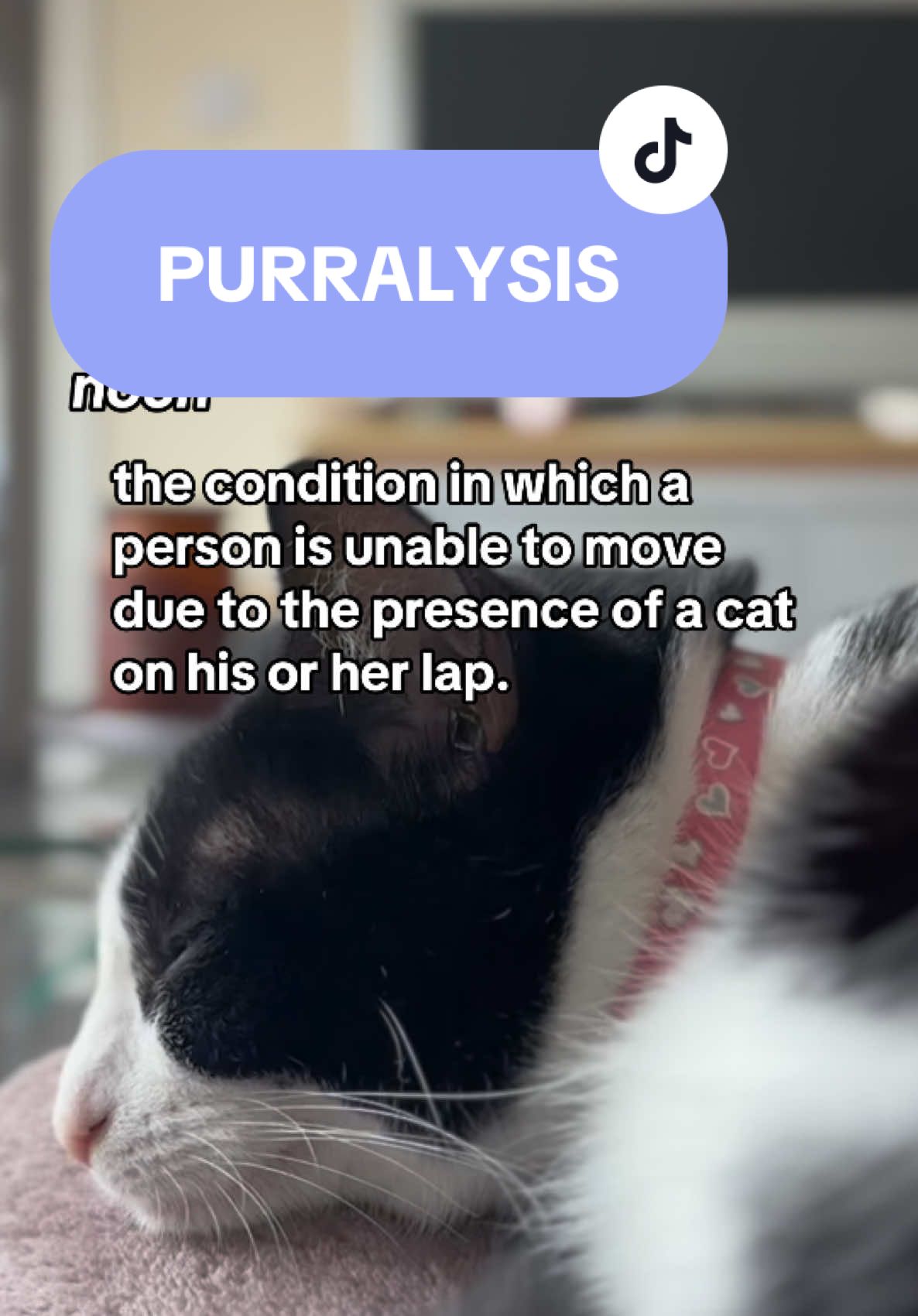 Do you get purralysis? #catsoftiktok #cat #cats #cattok #fyp #fypシ゚ #foryоu #foryourpagе 