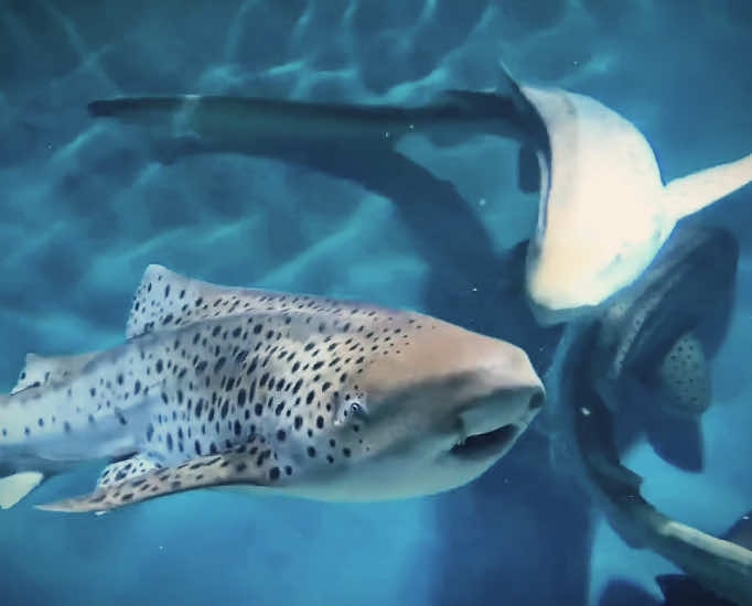 #sharks I love this so much oh my god 😭 #sharksoftiktok #whalesharks #blacktipreefshark #leopardshark #fy #fyp #foryoupage #viralvideo @ELLIE™ ★ @Jayla 🎀 @Gwin ⧗ @el🤍🏹 @Scarlett ღ 🇵🇸 #CapCut 