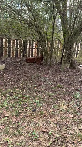 Mayhem is definitely a mamas boy and he loves his bottles ❤️#Braford #BullCalf #BottleBaby #BottleCalf #MamasBoy 