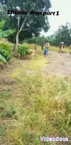 #100kviews✔️tiktok🌎 