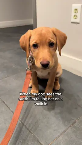 Unfortunately I’m not the cute mom at the dog park today #fyp #fypシ #funny #dog #puppy #walk #puppytiktok 