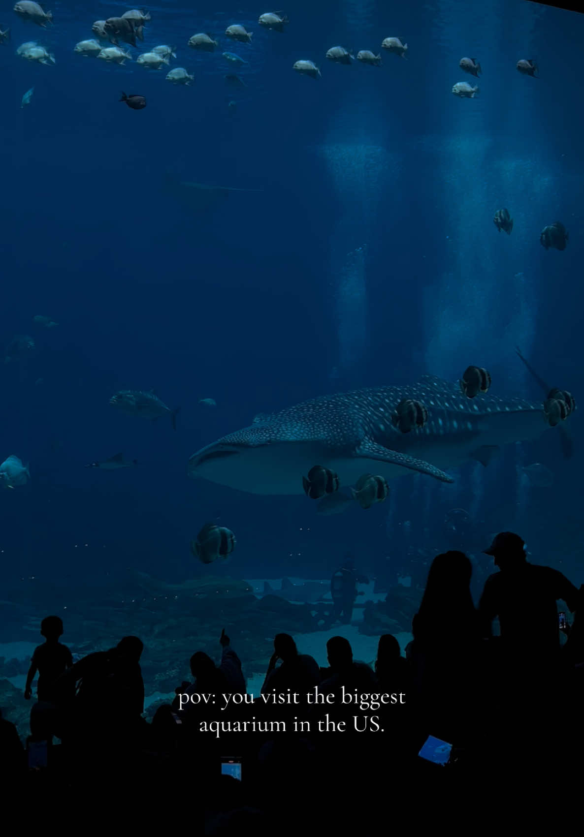 such a blessing to see this in person 🤍 #fy #fyp #atlanta #georgiaaquarium 