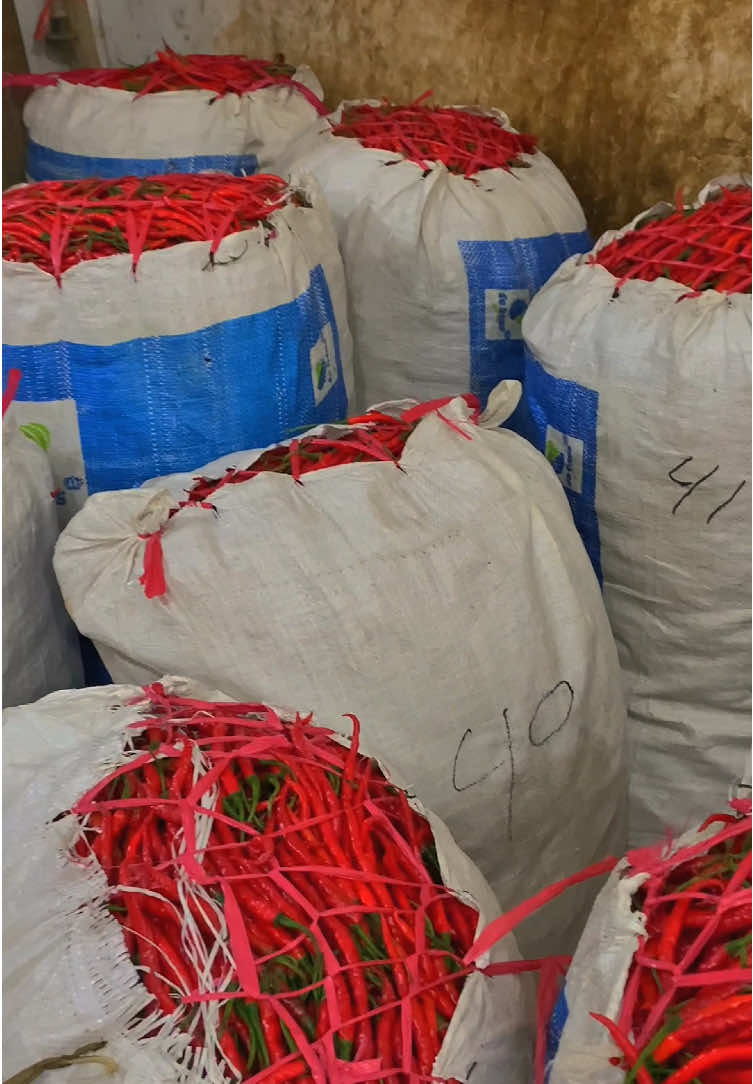 Rek Murah,Rek Mahal aya🙂#petaniindonesia🇮🇩🇮🇩🇮🇩🌿🌿 #sayurbalap #bakulsayur #cabebalap🌶️🌶️ #sayurfresh #majalengkapride🏴‍☠️ #pyfツ 
