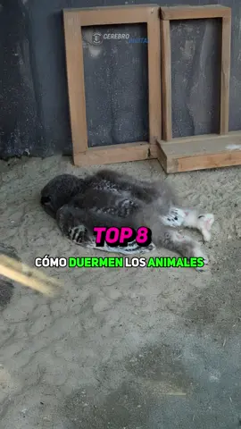 Animales que duermen de formas INCREÍBLES 💤🦉🐙🐋🦇🐆