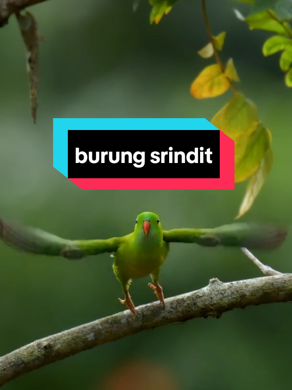 cantiknya burung srindit di alam liar.... #srindit #burungsrindit #paruhbengkok #paruhbengkokindonesia #burungmasteran 