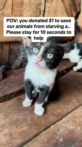 POV: you donated $1 to save our animals from starving a.. Please stay for 10 seconds to help#helpcats #donatetocats #foryoupage❤️❤️ #1000viwes #viral 