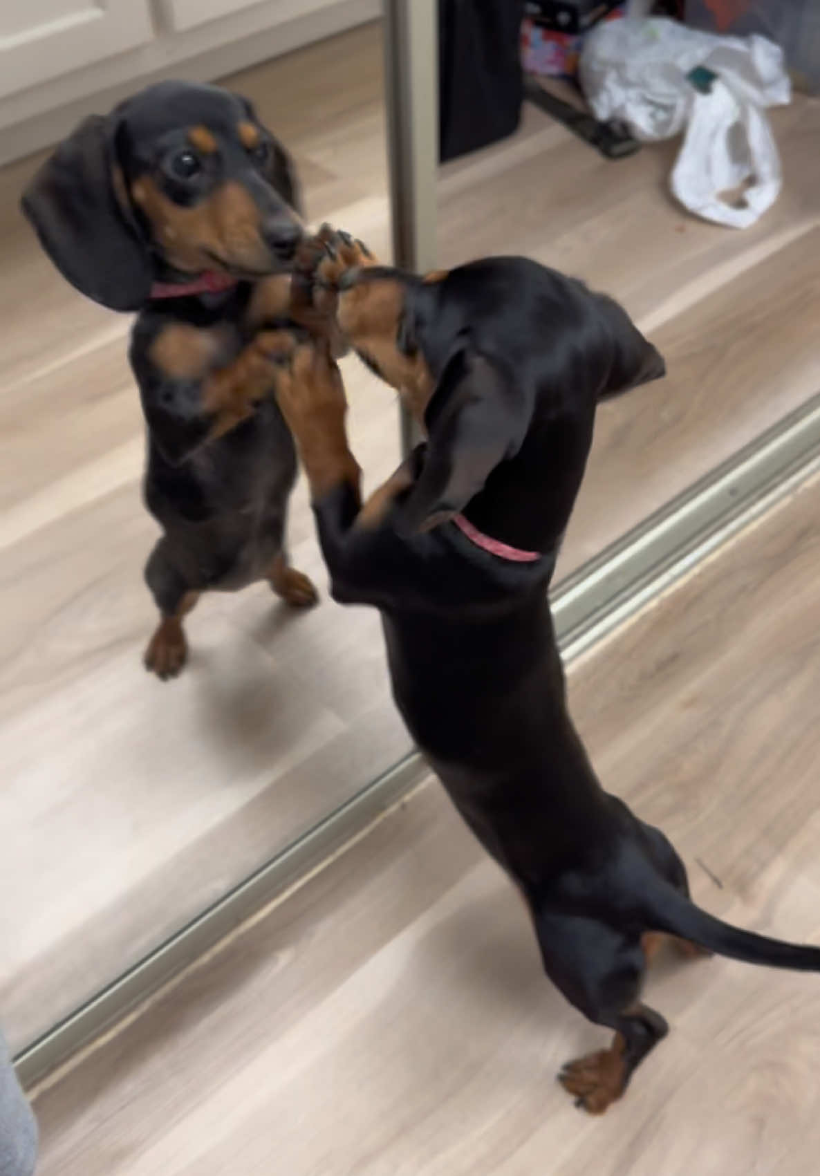 what is that #dachshund #minidachshund #puppy #dog 