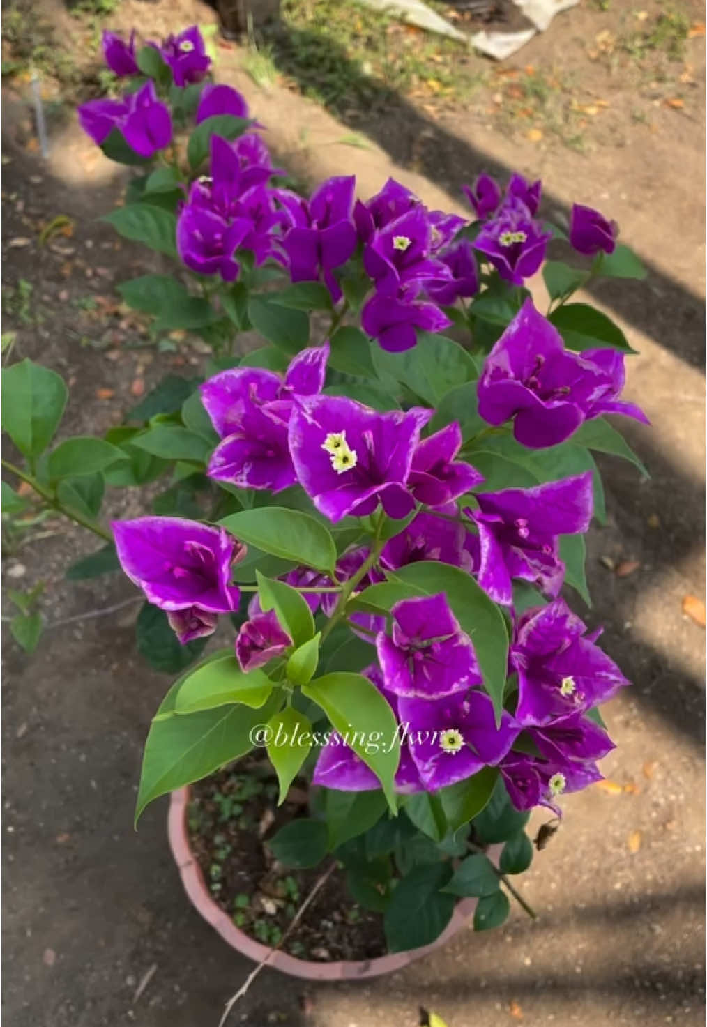 FULL BLOOMING !!! Spesial PREMIUM ID. Buttercup, bunga spesial perpaduan gradasi & kerimbunan bunga jadi salah satu sebab kenapa jenis ini banyak diminati oleh penghobi BOUGENVILLEA. Informasi pembelian cuss langsung aja CEK PROFIL #bougenville #blessingflowerpurworejo😍 ‬#bougenville #tanamanhias #bungahias #blessingflower #blessingflowerpwj #bungakertas #rumahbougenville #bougenvilleflower #bougenvillebogor #bougenvillejakarta #bougenvillebali #bougenvilletangerang #bougenvillejogja #sentratanamanhias 