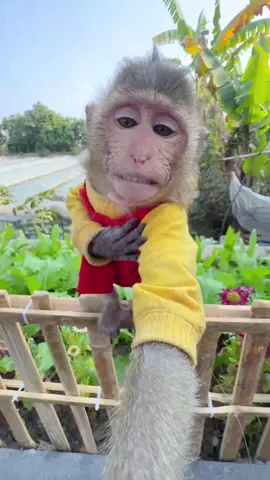 Laugh Monkey 🐒🙈🙈🥰🥰#viraltiktok #monkey #shortsvideo #animalhouse #funnyvideos 