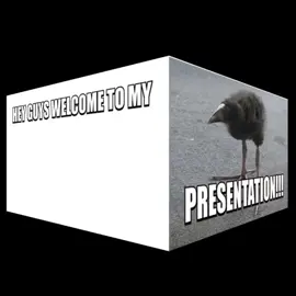 all of my #pukeko image folder #damn #bird #meme #birdification #damnbird #babypukeko #shitpost