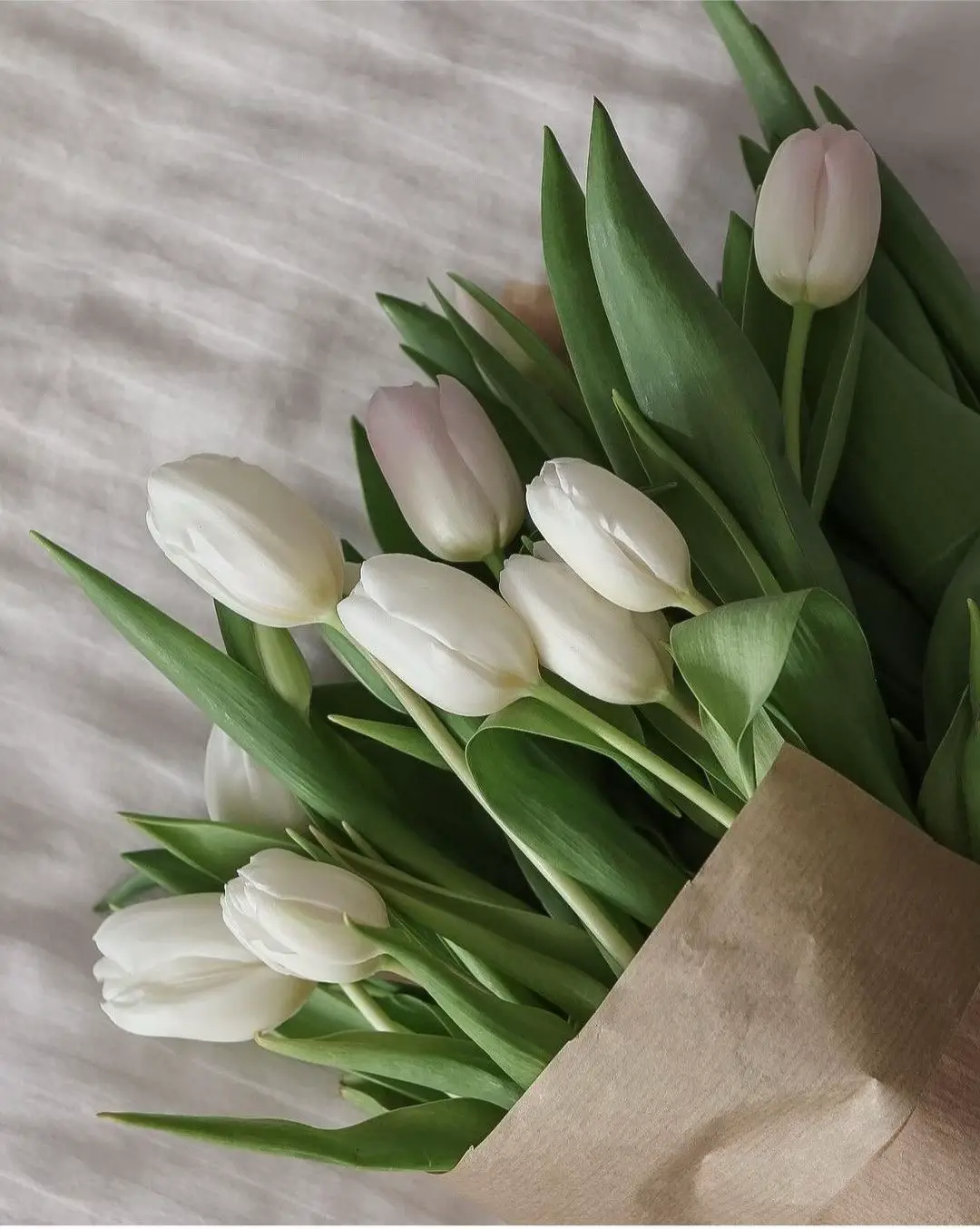 Tulip trắng là biểu tượng của tình yêu thuần khiết, niềm đam mê mãnh liệt, sự bình yên và chiến thắng, thường được chọn để trang trí trong lễ cưới hoặc được tặng để thể hiện sự xin lỗi. Trong phong thủy, tulip trắng thường được ưa chuộng bởi những người mệnh kim, mang lại may mắn và tính cách tích cực. #wallpaper #hinhnen #anhnendep #tiktok #tulips #4K #4kwallpaper 