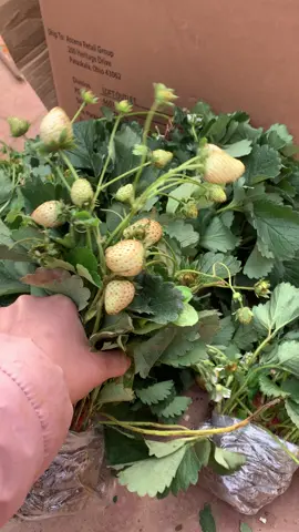 Cây dâu tây sẵn hoa và quả #dâutây #xuhuong #xuhuongtiktok 