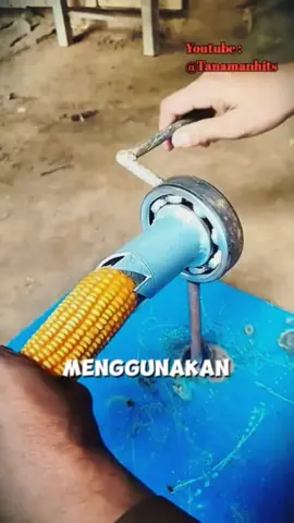 Alat sederhana untuk mempreteli bulir jagung dengan sangat cepat dan mudah #fyp #trending #viral #reels #shorts #vod #fbpro #facebookpro #pemula #pertanian #agriculture #farming #perkebunan #kebun #gardening #garden #harvesting #berkebun #jagung #corn 
