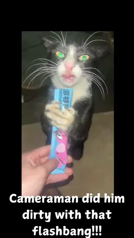 Cameraman does the cat dirty with the flashbang. #foryoupage❤️❤️ #fyp #cattok #funnytiktok #catfail #memetiktok #funnycat #catvideo #fail #shocked #cutecat