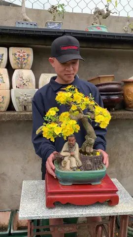 Mai vàng bonsai #bonsai #maivang #bonsaitree #bonsaimini #xuhuong 