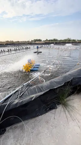 Bạn Bè 😌 #CapCut #xuhuong #nuoitomcongnghecao #xuhuongtiktok #nuoitomtrenaolotbat #tomgiong #letuankhang #phanvanlanh 