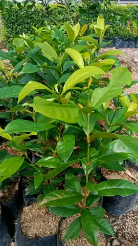 bibit daun salam siap tanam. cocok untuk bumbu dapur. #bibit #benih #daunsalam #tanaman #tabulampot #berkebun 