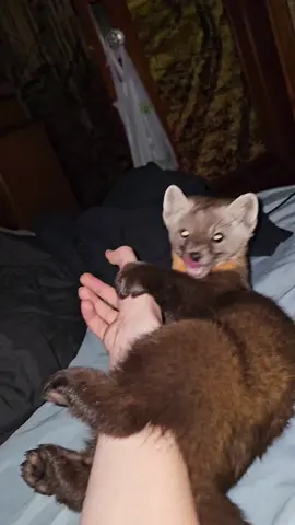 #pinemarten #americanmarten 