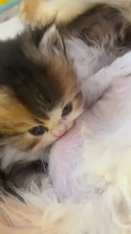 Cute baby.😊#kitchen #cats #pets #cutecat 