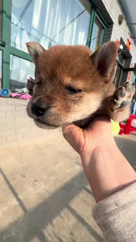 #pet #dog 