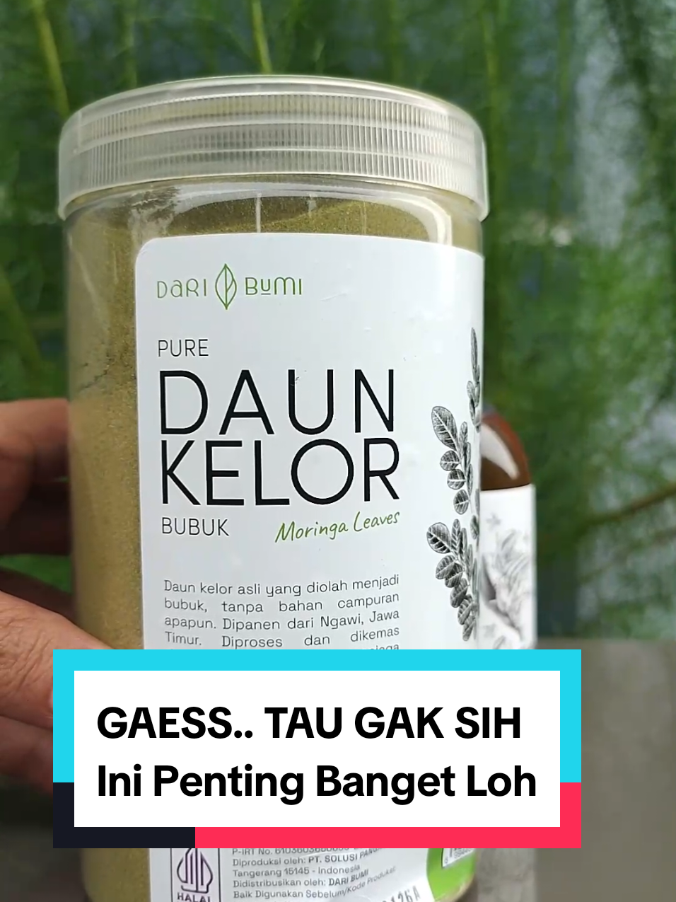 Siapa nih yang belum merasakan manfaat dari daun kelor? Cobain deh Daun Kelor alami Dari Bumi. #daunkelor #manfaatdaunkelor #daunkelordaribumi #daribumiofficial #bubukdaunkelor #kandungandaunkelor #fyp 