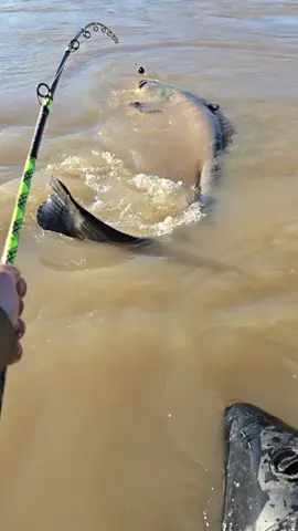 #fishing #pesca #wedcarstvo #catfish #siluro #sum #monsterfish #riverfishing #bigfish 