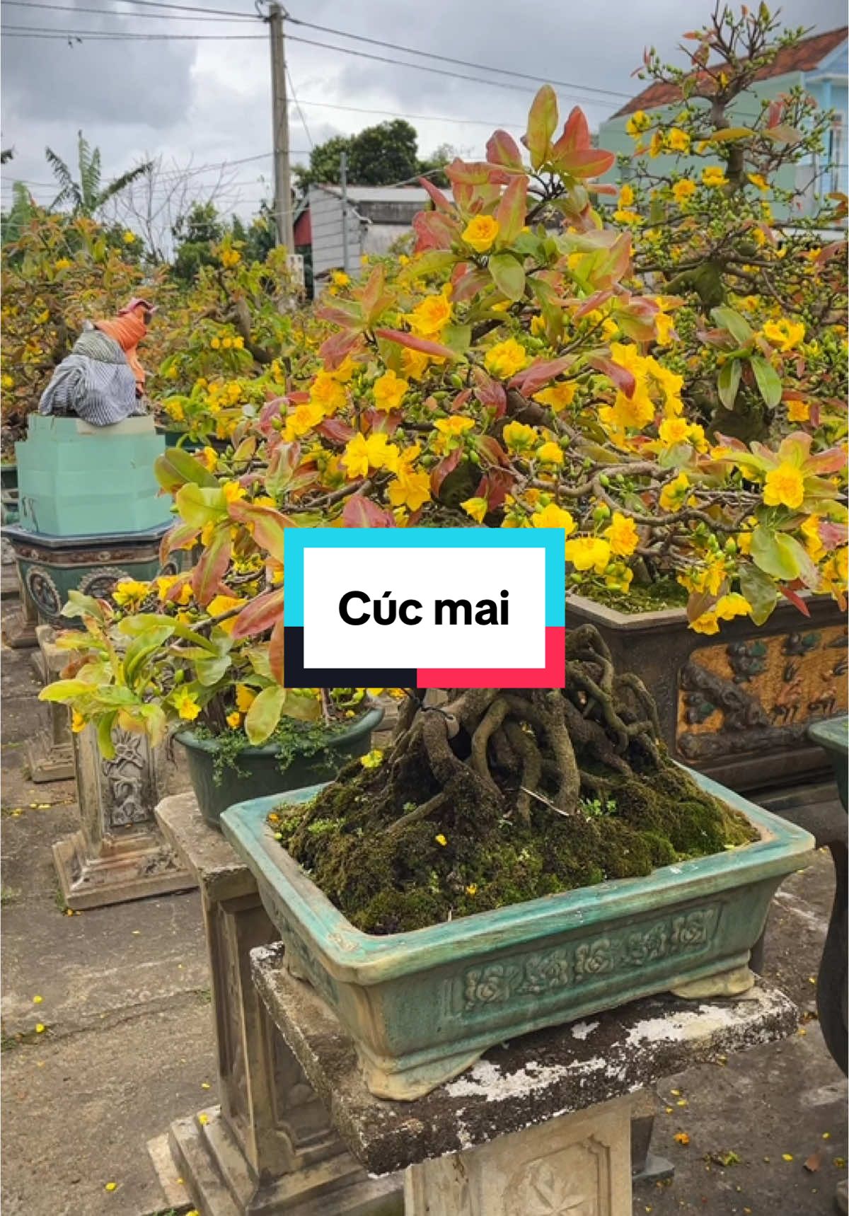 Cúc mai #bonsai #maivangbinhdinh #maivang 