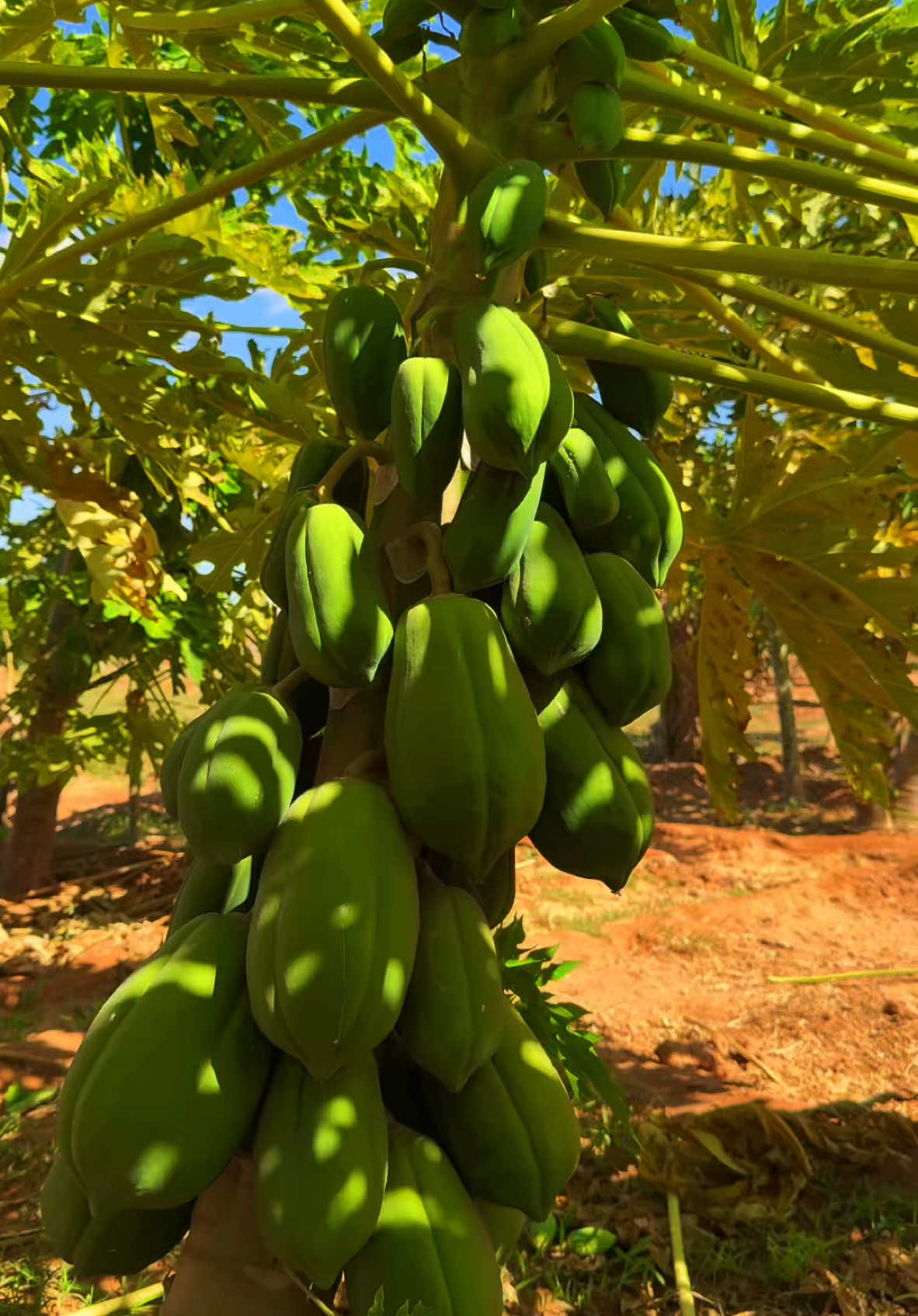 Maxaa ugu Jeceshay waxyaaba la beerto ? Halkani waa mudug, bacaadweyn , boqo-mudug , afweyn#ciidankapuntland #horumarka #beerahah #puntland #somalitiktok #barreadaani 