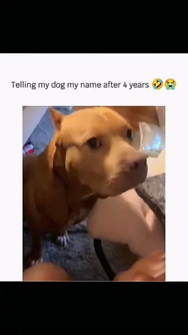 Funny and cute dogs compilation #funnydog #funnypet #cutedog #dogoftiktok #doglover #dog 