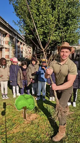 1️⃣ TREE 🌳 1️⃣ SCHOOL 🏫 🌿 : Prunus domestica syriaca (Mirabelle) #children #kids #fruit #tree #nature 