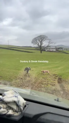 Donkey & Shrek vibes #sheepdog #farmlife #cockapoosoftiktoks #dogsoftiktok #sheepfarming #bordercollie #farming #fyp #foryou #viral 