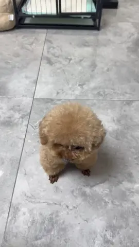 #cunyeu #fyp #dog #cute #thucung #poodle #bunquystoc 
