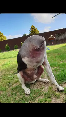 This dog looks like he's no head but the scar is from an amputation and the dogs head is bent round it's body #fyp #tik_tok #tiktok_india #tiktoknews #tiktokviral #tiktokpakistan #viral_video #viralditiktok #views 