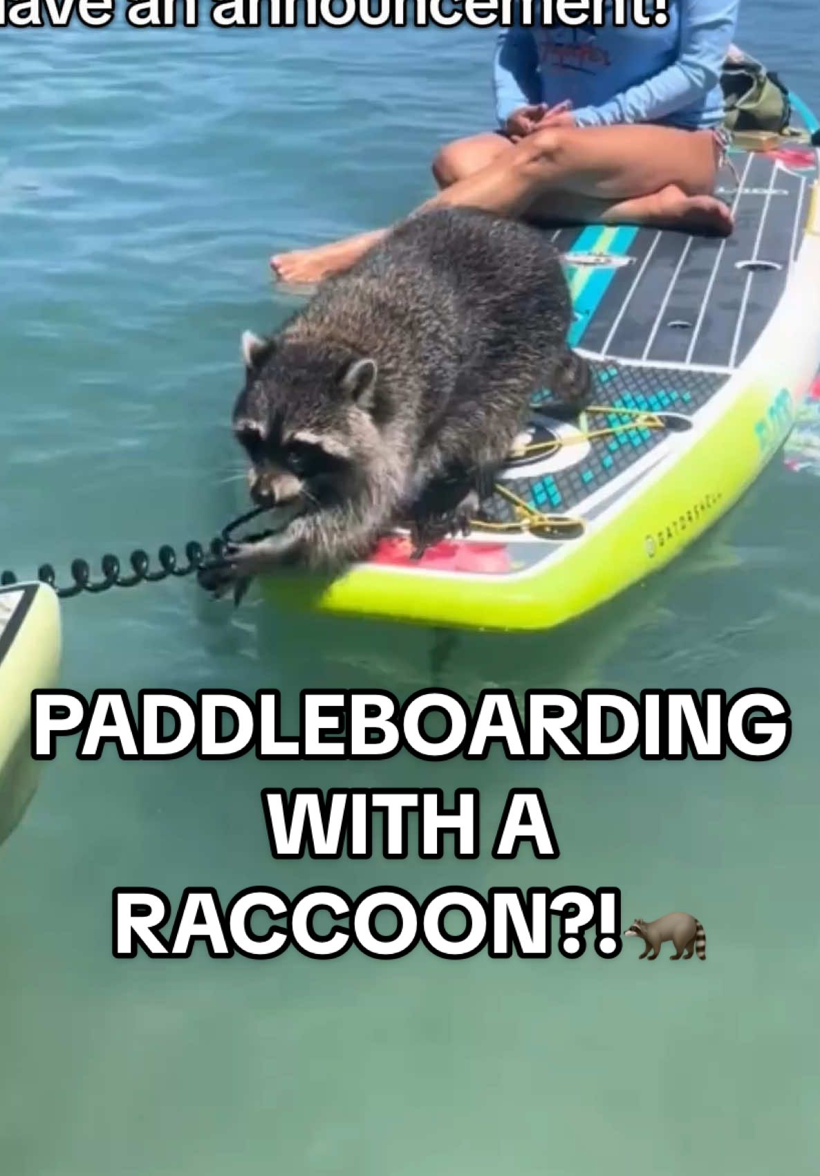GOING LIVE with Meeko the RACCOON (@Meeko the SUP Raccoon ) in 2 HOURS! Time: 3:30 EST (2:30 CST) Register for FREE in my bio! #tiktoklive #paddleboarding #crocodile #manatee #raccoon 